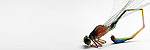 ralf kopp - Insekt: Libelle b