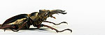 ralf kopp - Insekt: Käfer