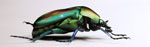 ralf kopp - insekten GR1