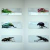 ralf kopp - Galerie Ulrich Haasch - Darmstadt - Insects
