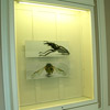 Insects, Museum Villa Grün, Dillenburg, Ralf Kopp